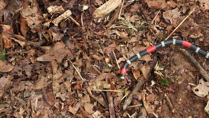 Eastern ribbon coral snake (Micrurus lemniscatus) crawls through frame. On the rainforest floor in Ecuador