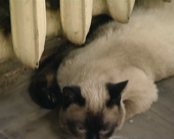 cat lays under old cast iron block radiator