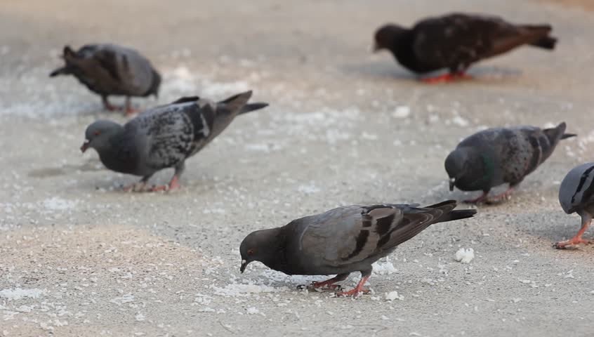 Pigeons eating food.