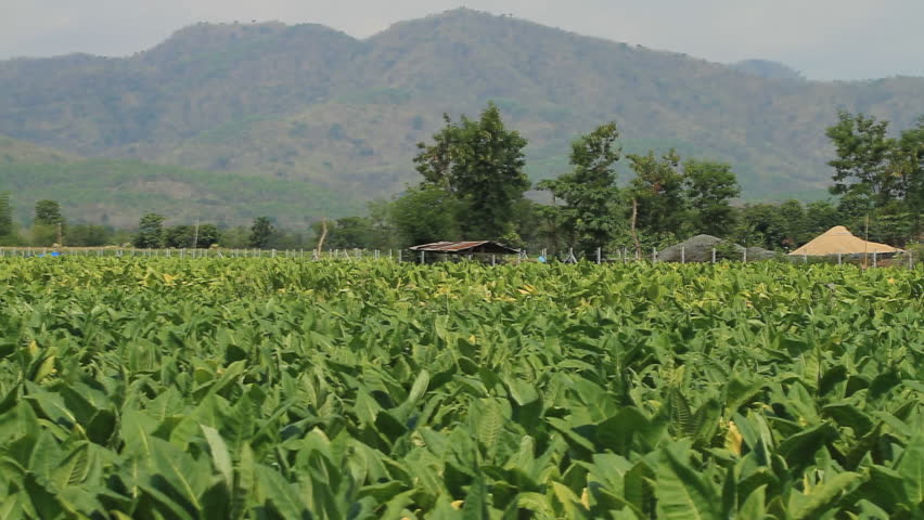 Tobacco farm