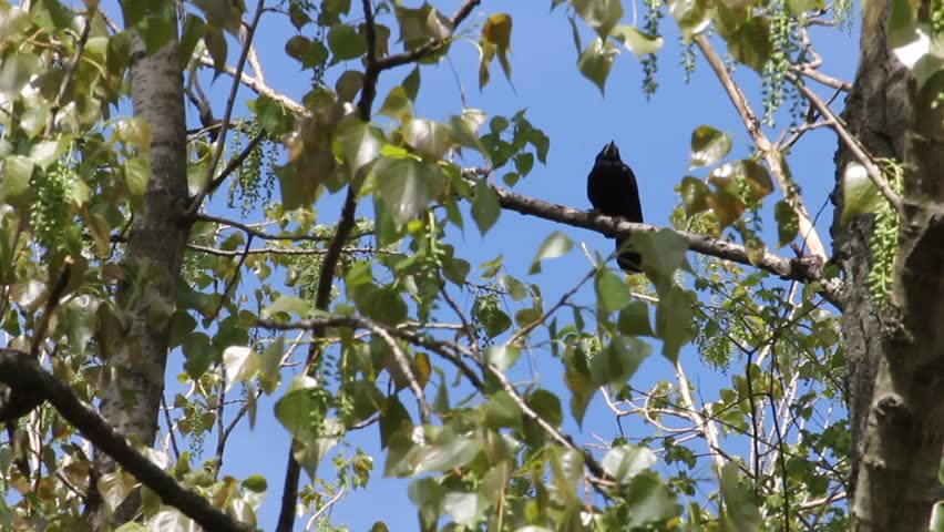 Raven sitting on a  tree