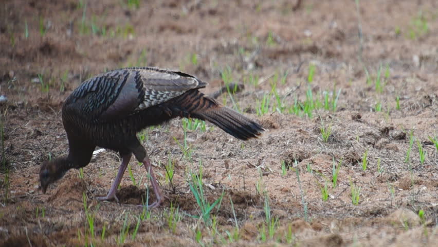 Wild Turkey attacked by songbird