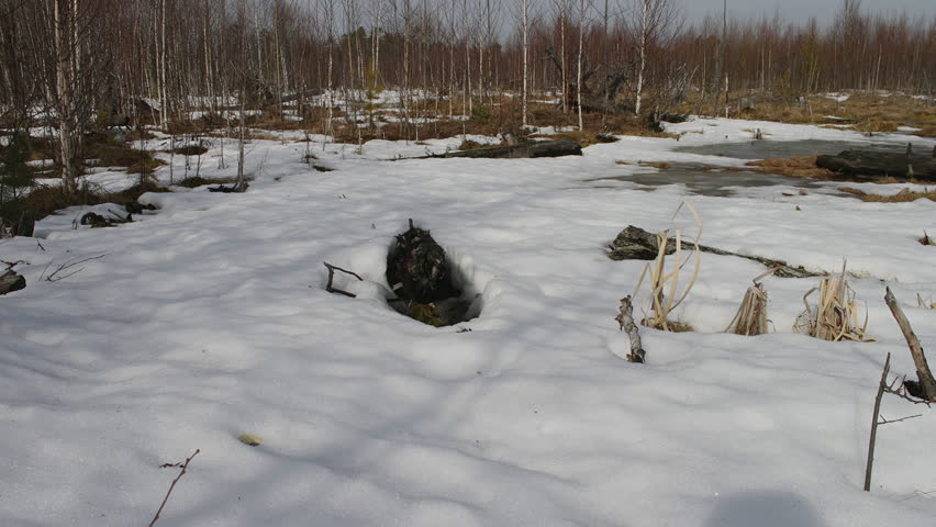 Spring. Snow melts. timelapse 