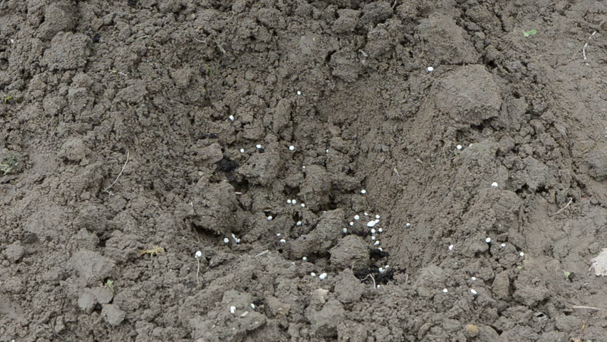growing green potato sprouts in the early spring soil