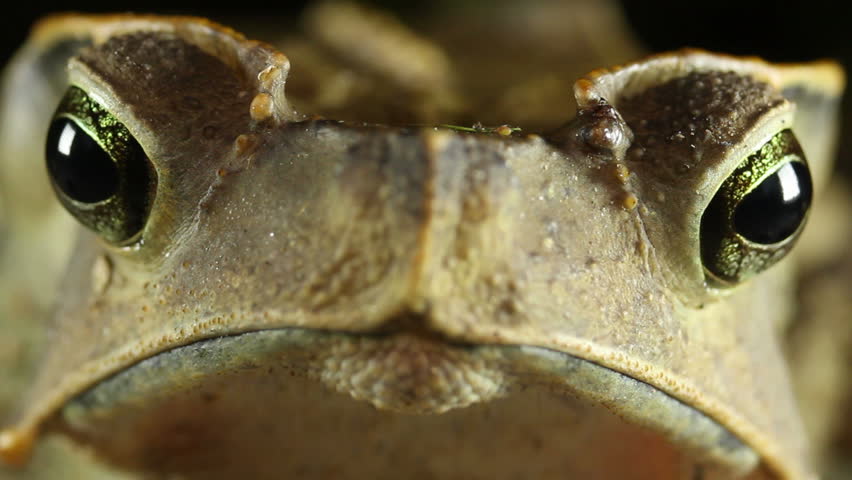 Crested Forest Toad (Rhinella dapsilis). In Yasuni National Park, Ecuador