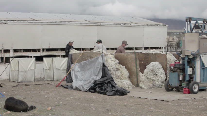 FOUNTAIN GREEN, UTAH APR 2012: Sheep wool quality control and sort check on livestock ranch to harvest wool for textile and industry. Sort and grade for sale. Central Utah farm agriculture industry
