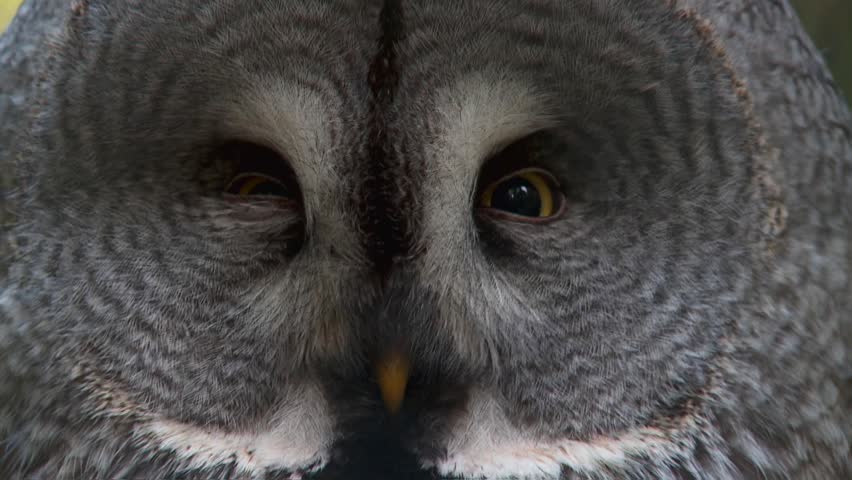 great grey owl
