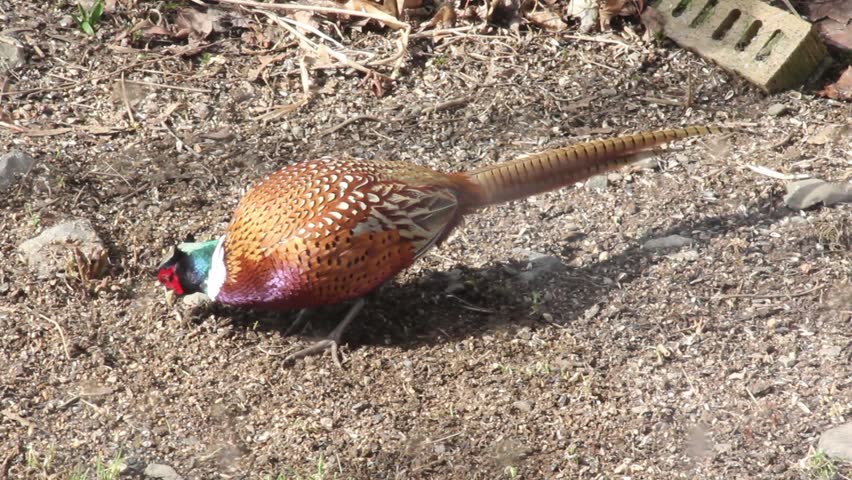 Cock Pheasant pecking at seeds on ground.