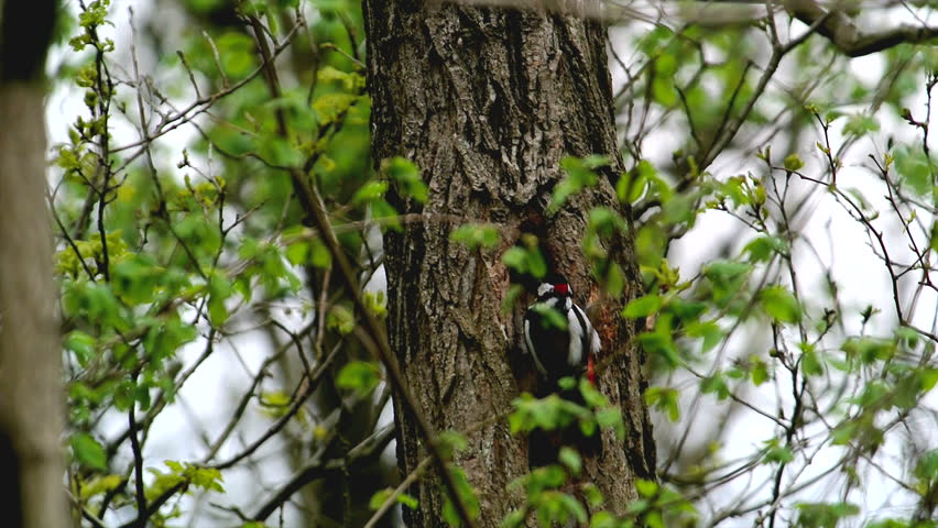 Great spotted woodpecker drumming on a tree trunk in a forest.