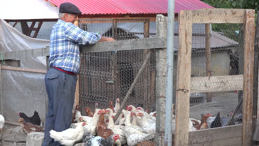 chicken farmer