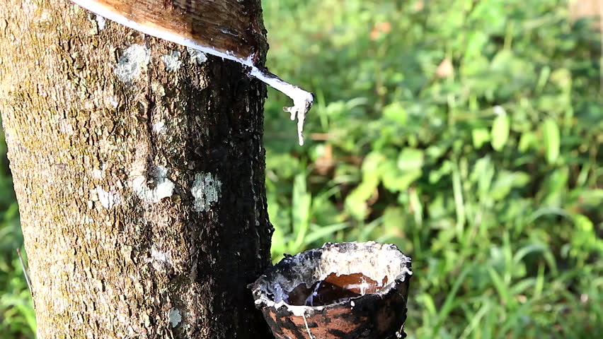 Rubber Tapper Tapping Sap Latex
