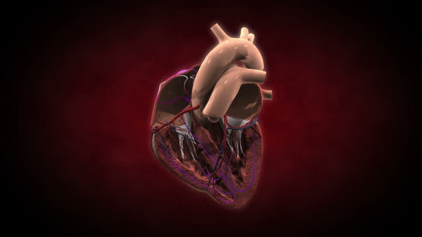 Inside a beating heart