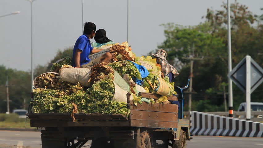 PHETCHABUN, THAILAND - JANUARY 10: Farmers transport tobacco leaves to market in back of truck on January 10, 2012 in Phetchabun, Thailand.