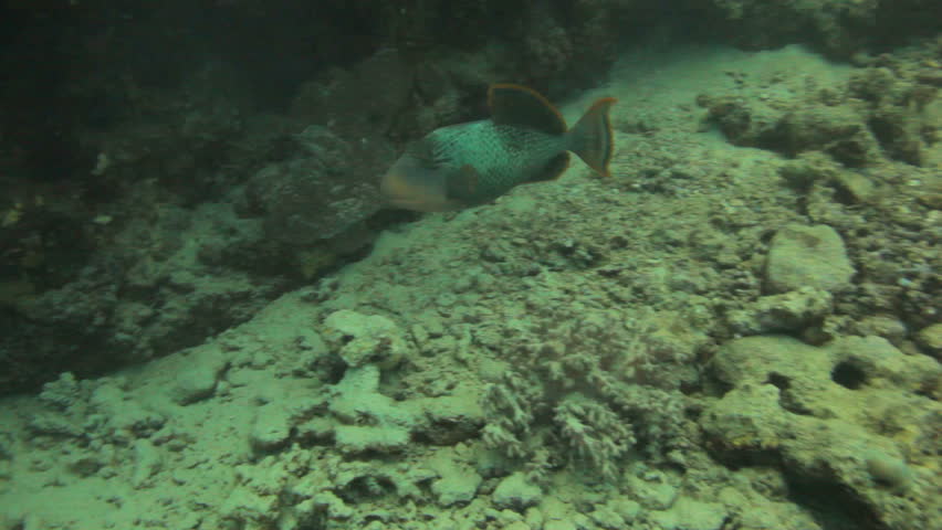 Titan trigger fish swims along the coral reef and feeding
