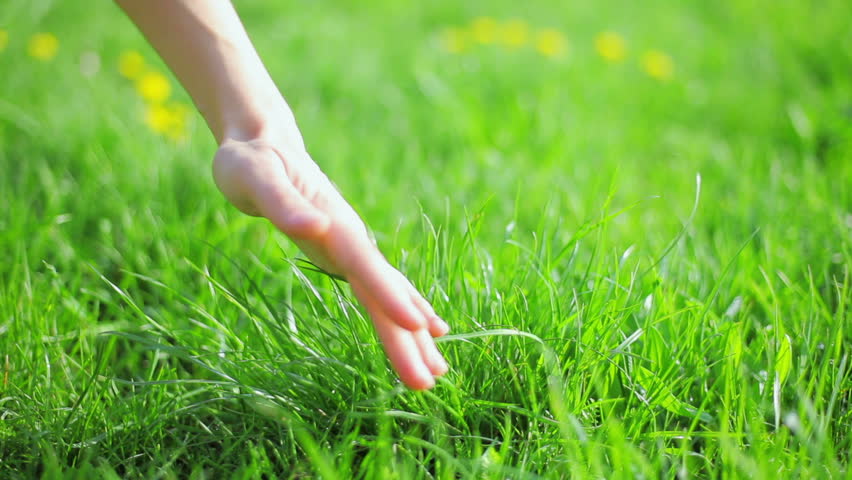 Fresh new green grass caressed by woman hand, closeup view