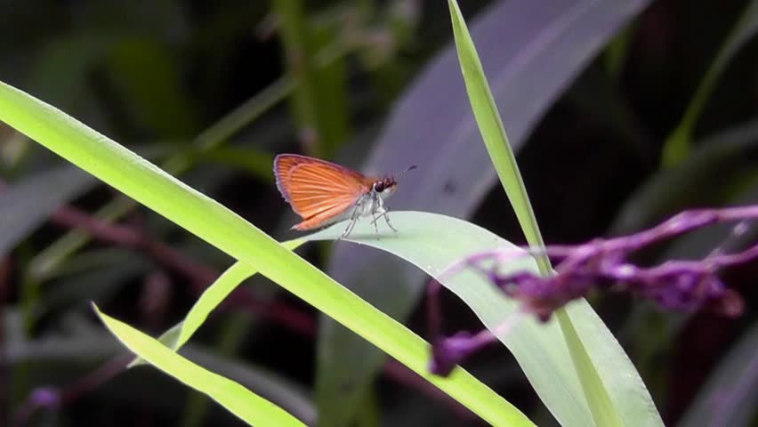 Least Skipper butterfly (Ancyloxypha numitor)
