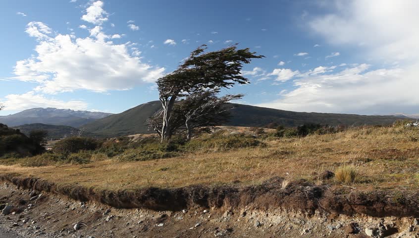 the wind shaped trees in Ushuaia in Tierra del Fuego