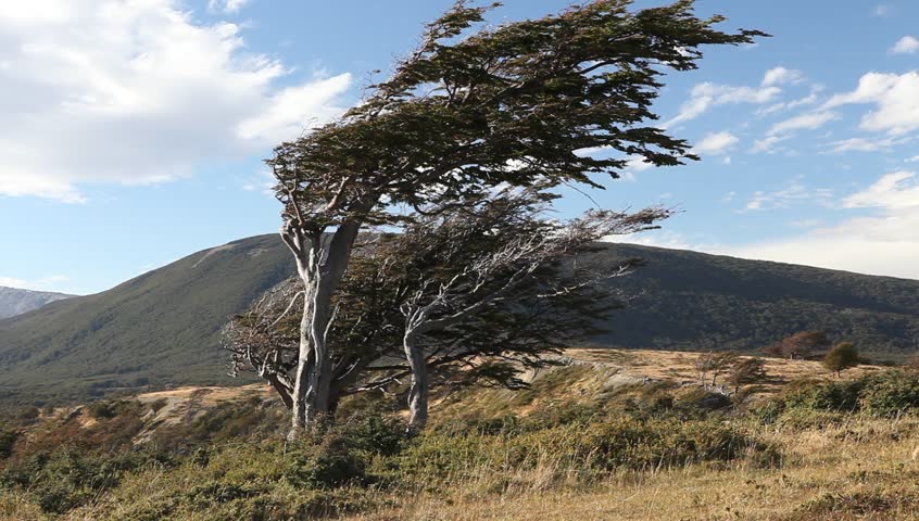 the wind shaped trees in Ushuaia in Tierra del Fuego
