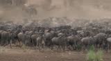 Wildebeests Migration across the Mara River.