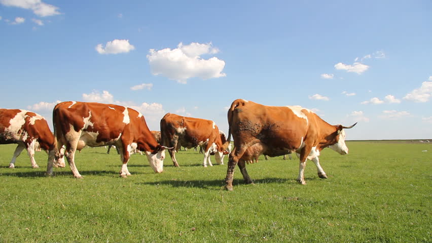 Cows grazing on pasture
