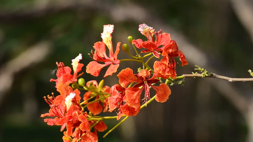  Delonix regia (Bojer) Raf. 