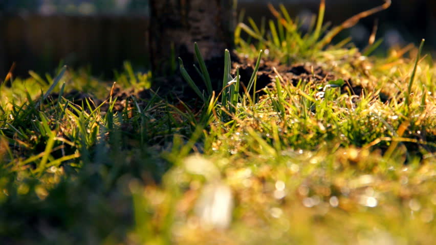 First spring snowdrops from fresh soil. Sunny day. HD1080p. Dolly-shot.