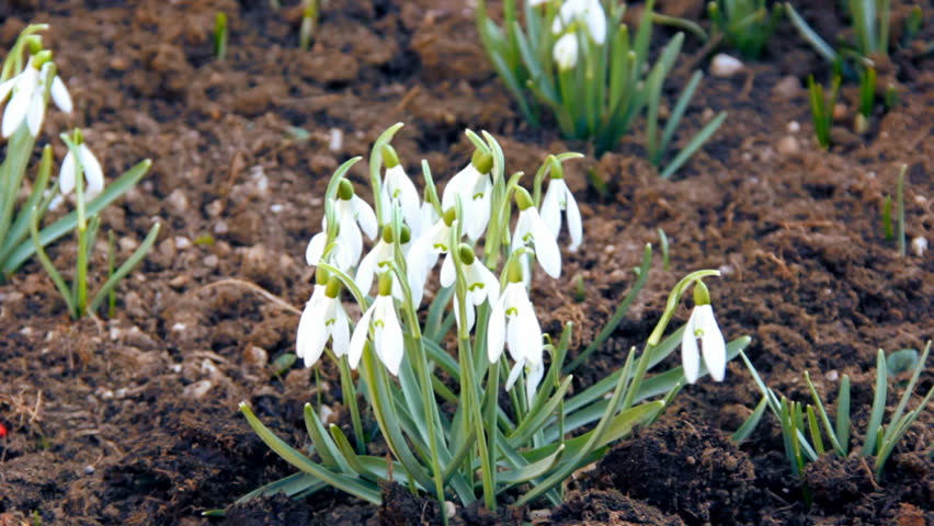 First spring snowdrops from fresh soil. Sunny day. HD1080p. 