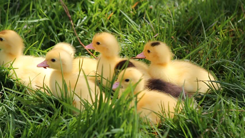 Group of young duckling running in fresh green grass