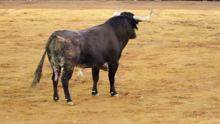 Powerful spanish bull, bullfight arena