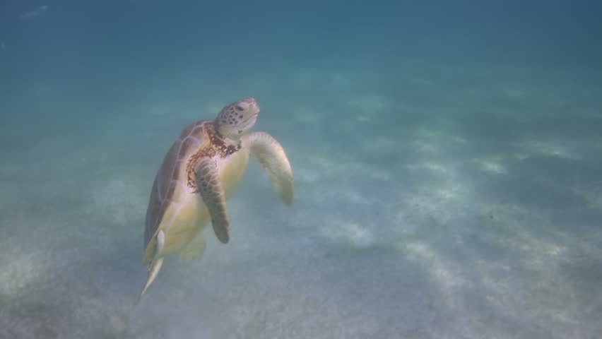 the loggerhead turtle filmed underwater in mexico