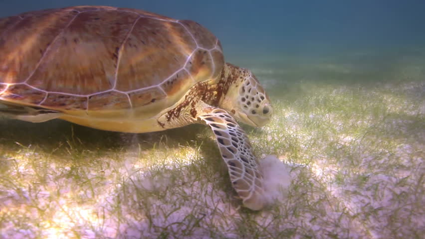 the loggerhead turtle filmed underwater in mexico