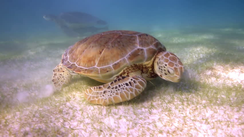 the loggerhead turtle filmed underwater in mexico