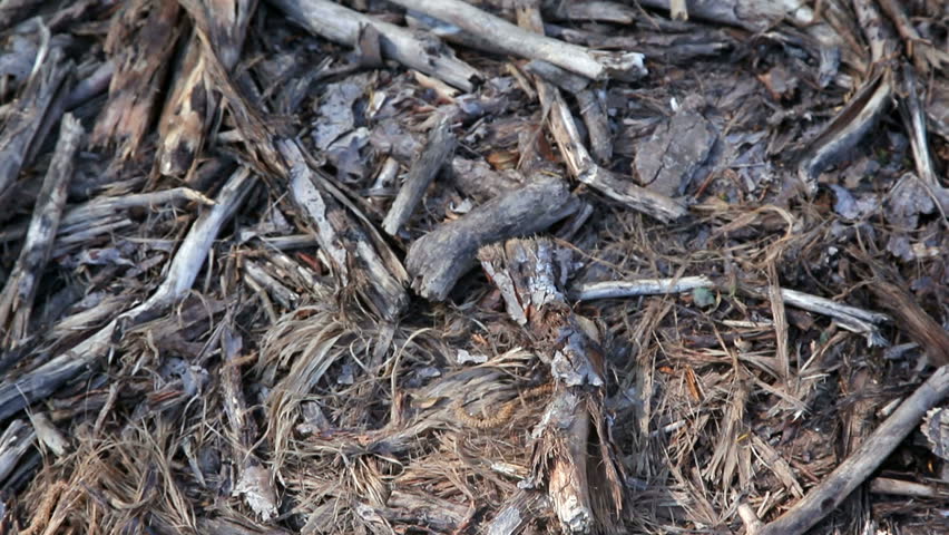Wood debris washed up on Danube shores