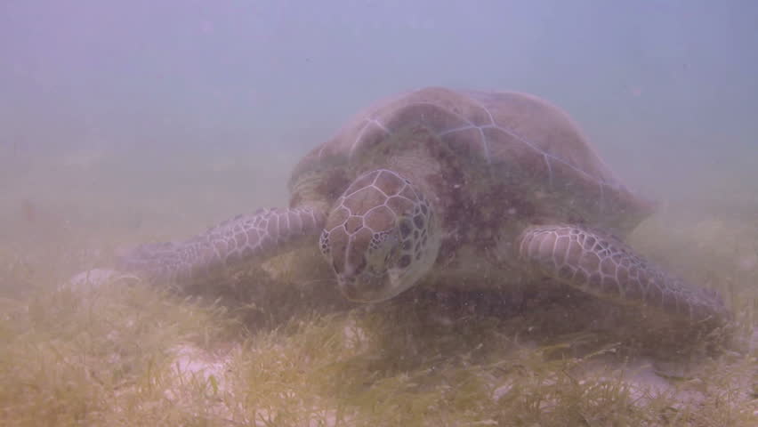 the loggerhead turtle filmed underwater in mexico