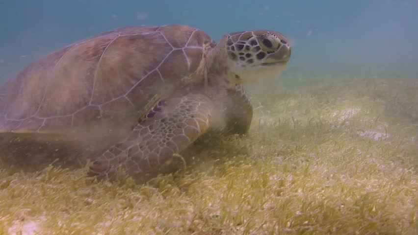 the loggerhead turtle filmed underwater in mexico