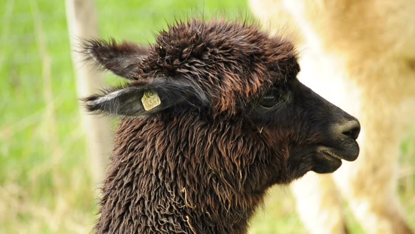 alpaca