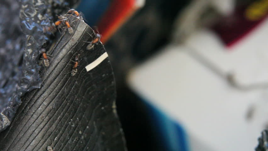 close up of ant trail in garbage