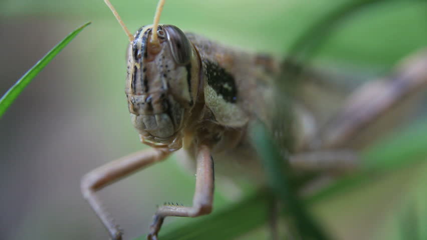 Close up view of a grasshopper