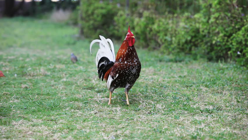 A rooster crows in the yard