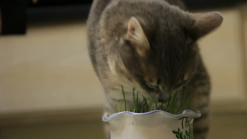 cat eating catnip sprouts