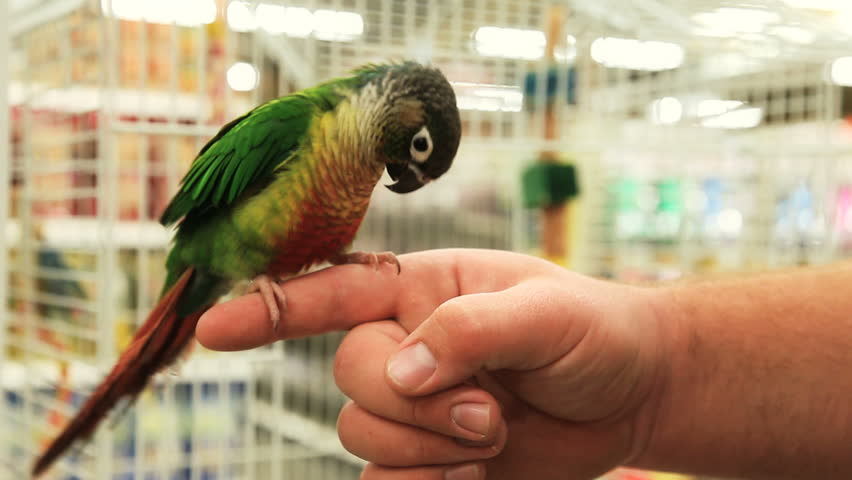 Small parakeet nibbling on fingers