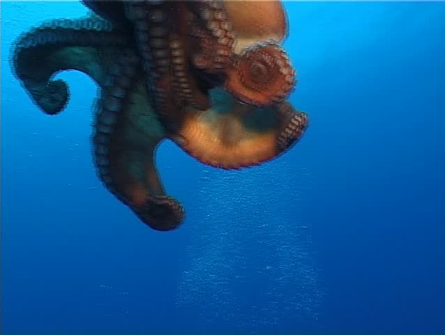 Octopus (Octopus Vulgaris) and a underwater Photographer. Shot captured in the wild in the Mediterranean Sea (Italy) by 3CCD camcorder. 