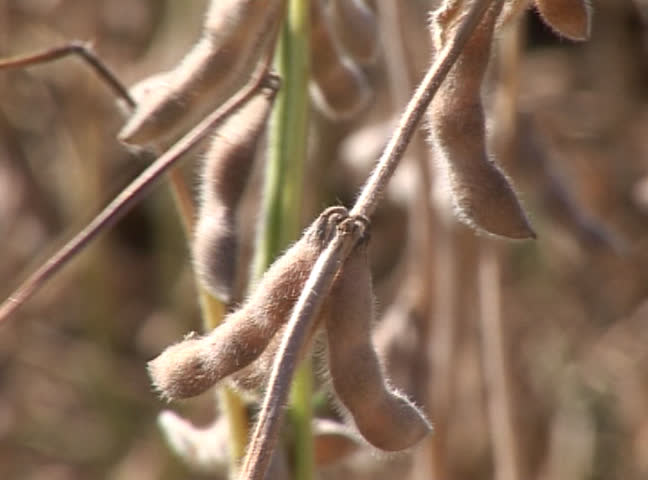 Soybean seeds in a field