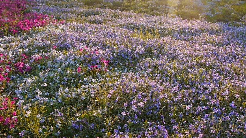 Phlox in Chichibu