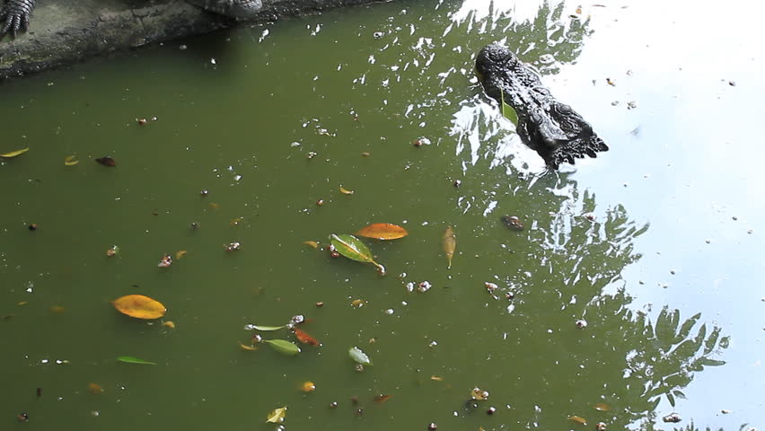 Crocodile at the zoo.