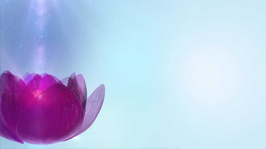 Beautiful Lotus Blossom. Lotus blossom rotating in shiny scenery.