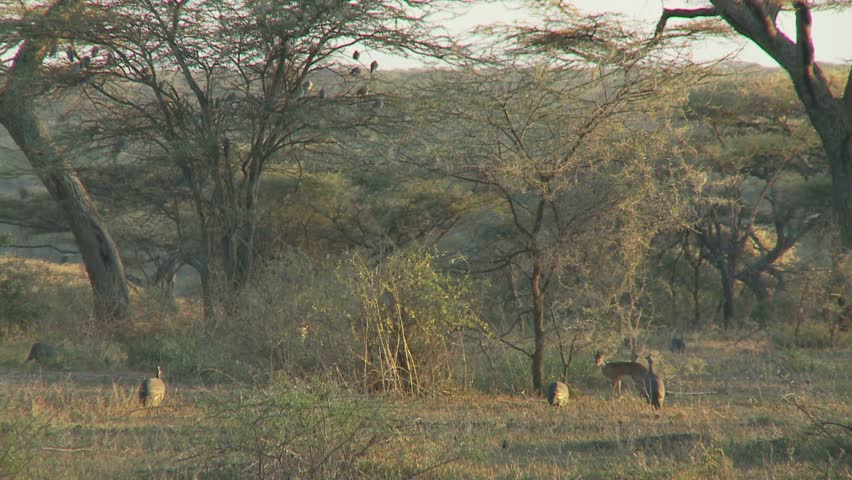 Early morning guinea Fowl birds awakening and getting active in early morning light