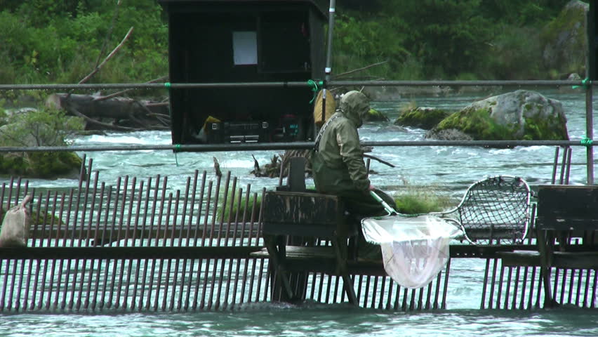 Alaska Fish and Game catch and measure salmon scales for age and quantity