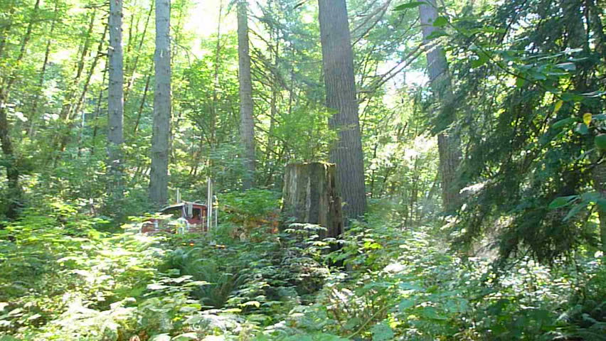 Logging truck drives with full load of timber through lush forest in Oregon.
