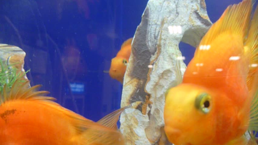 A group of cute gold fish at pet store swimming and interested in camera underwater.